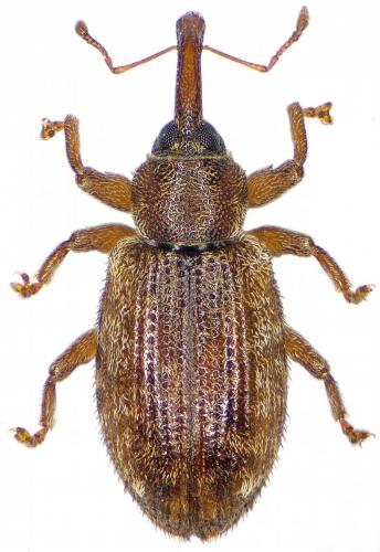 Dorytomus hirtipennis